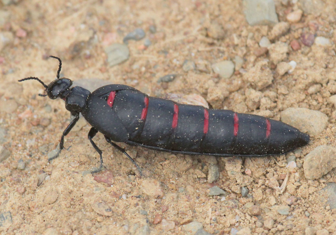 red-striped oil beetle. Found this oil beetle about 8 years ago in Extremadura Spain. Berberomeloe majalis,Geotagged,Red-striped oil beetle,Spain,Spring