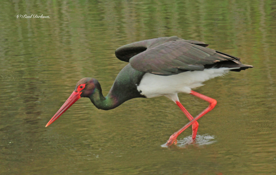 Black stork We saw this stork every day at the salt-pans near Kalloni on the Island of Lesvos Greece. Black Stork,Ciconia nigra,Geotagged,Greece,Spring