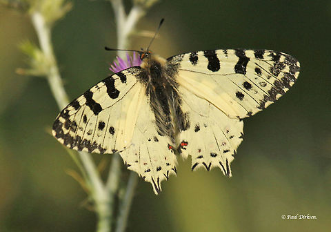 Eastern Festoon. Spotted this butterfly at the Ipsalou monastery on the Island of Lesvos Greece, Allancastria cerisyi,Geotagged,Greece,Spring