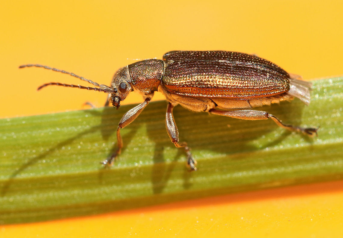 Common reed beetle found this &#039;golden&#039; beetle today near my house in Wijk bij Duurstede the Netherlands. Donacia vulgaris,Geotagged,Netherlands,Spring