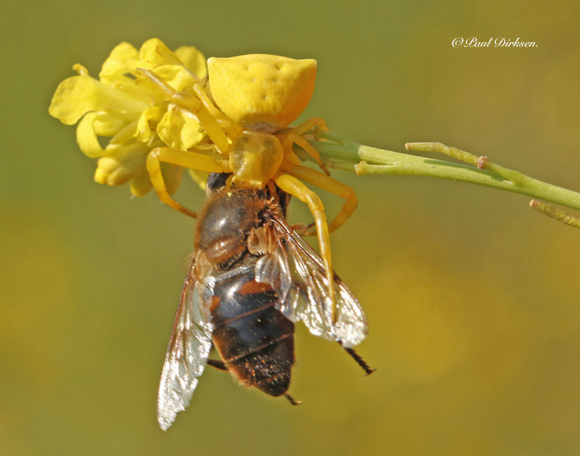 Flower crab spider You can find this type of spider on flowers of different color, the spider has also the color of the flower where he hunts on. ( if you know what I mean) Geotagged,Greece,Spring,Thomisus onustus