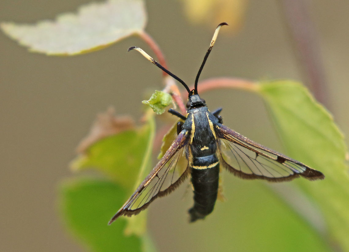White-barred clearwing Found this butterfly today in a forest in Baarn, the home-town of Prinses Beatrix the Netherlands 26-5-2020 Geotagged,Netherlands,Sesiidae,Spring,Synanthedon spheciformis