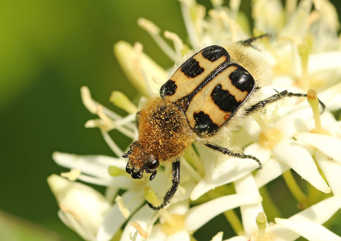 Trichius fasciatus spotted today in a little park near my house in Wijk bij Duurstede the Netherlands. Geotagged,Netherlands,Spring,Trichius fasciatus