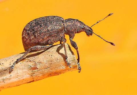 Liophloeus tessulatus. (weevil) found this weevil today in my hometown Wijk bij Duurstede the Netherlands.

It's funny to read this, Request failed. Your species name contains characters that are not allowed Geotagged,Liophloeus tessulatus,Netherlands,Spring