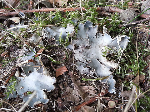 Peltigera neckeri. (Dutch, zwart leermos) Found this mos-specimen in Buren the Netherlands. Fall,Geotagged,Netherlands,Peltigera neckeri