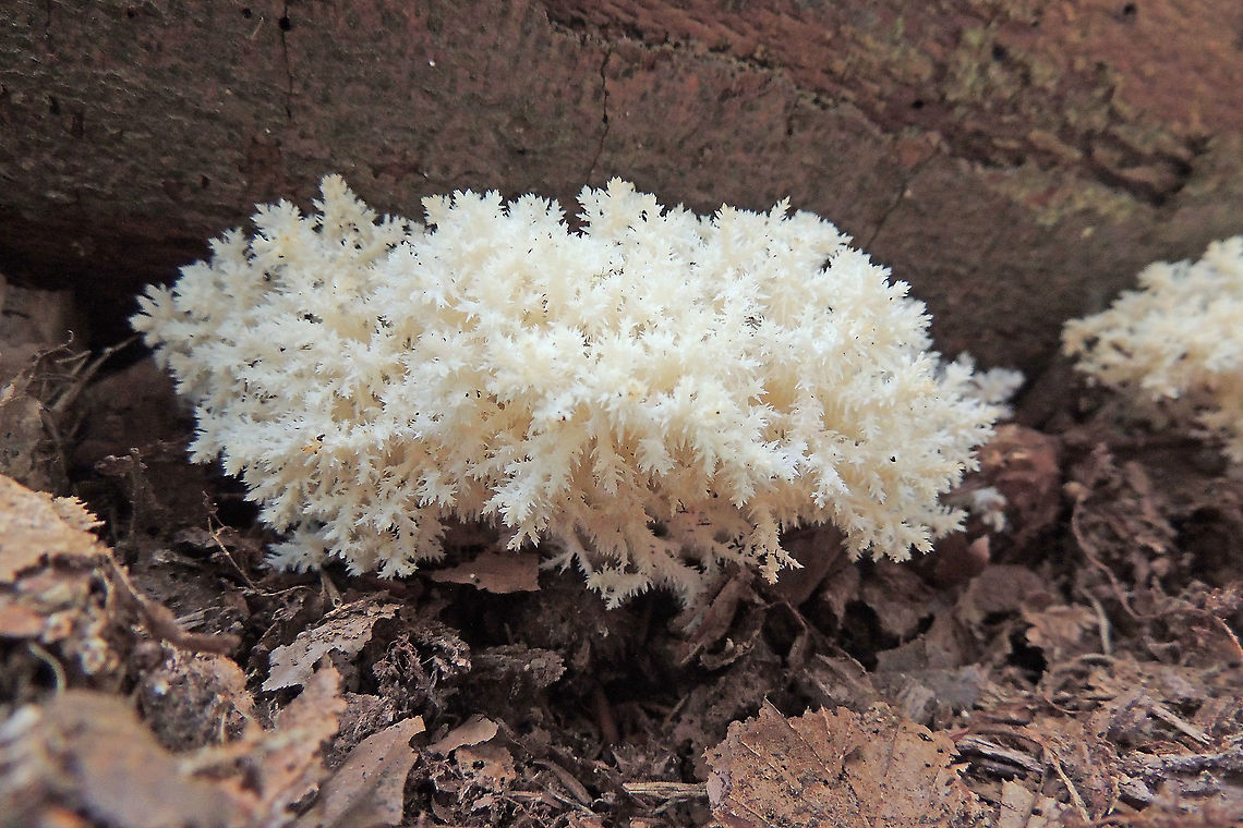 Quite rare fungi One of the most extraordinary fungi in the Netherlands, found this one in Doorn. Fall,Geotagged,Hericium coralloides,Netherlands