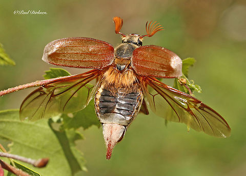 Common cockchafer, ready to take off. Found this beetle today in Doorn the Netherlands 29-5-2020 Common cockchafer,Geotagged,Melolontha melolontha,Netherlands,Spring
