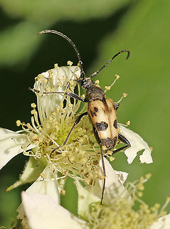 Pachytodes cerambyciformis Found this longhorn beetle today in parc Broekhuizen Leersum the Netherlands 
30-5-2020 Geotagged,Netherlands,Pachytodes cerambyciformis,Spring