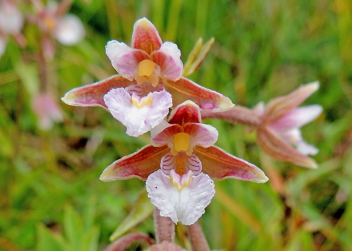 Marsh helleborine Found this beautiful orchid in a meadow near Buren the Netherlands. Epipactis palustris,Geotagged,Marsh Helleborine,Netherlands,Summer