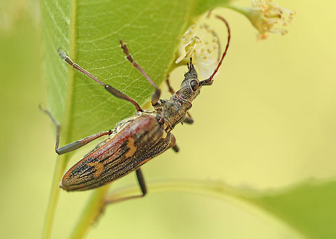 Two banded longhorn Spotted this beetle today at the Utrechtse baan in Leersum the Netherlands 31-5-2020 Geotagged,Netherlands,Rhagium bifasciatum,Spring,Two-banded longhorn beetle