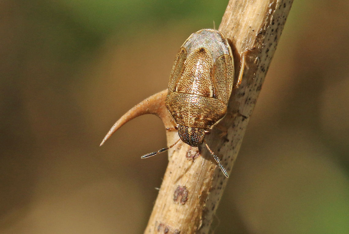 Shield bug Found this bug today in Leersum the Netherlands 31-5-2020 Geotagged,Neottiglossa pusilla,Netherlands,Spring
