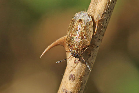 Shield bug Found this bug today in Leersum the Netherlands 31-5-2020 Geotagged,Neottiglossa pusilla,Netherlands,Spring