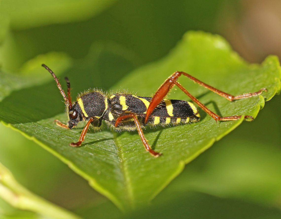 wasp beetle Found this beetle today in Leersum the Netherlands 31-5-2020 Clytus arietis,Geotagged,Netherlands,Spring,Wasp beetle