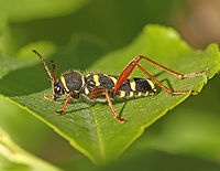 wasp beetle Found this beetle today in Leersum the Netherlands 31-5-2020 Clytus arietis,Geotagged,Netherlands,Spring,Wasp beetle