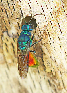 Ruby-tailed wasp Found this wasp today at the marl quarry in Winterswijk the Netherlands 1-6-2020 Chrysis ignita,Geotagged,Germany,Netherlands,Ruby-tailed wasp,Spring