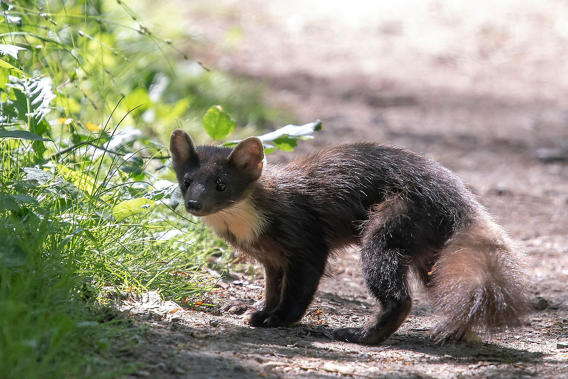 European pine marten. We could consider ourselves lucky, an European pine marten crossed our pad in a forest near Winterswijk the Netherlands European pine marten,Geotagged,Martes martes,Netherlands