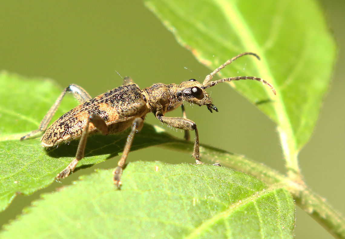 Black-spotted longhorn. Found this beetle today in a forest in Winterswijk the Netherlands . Black-spotted longhorn beetle,Geotagged,Netherlands,Rhagium mordax,Spring