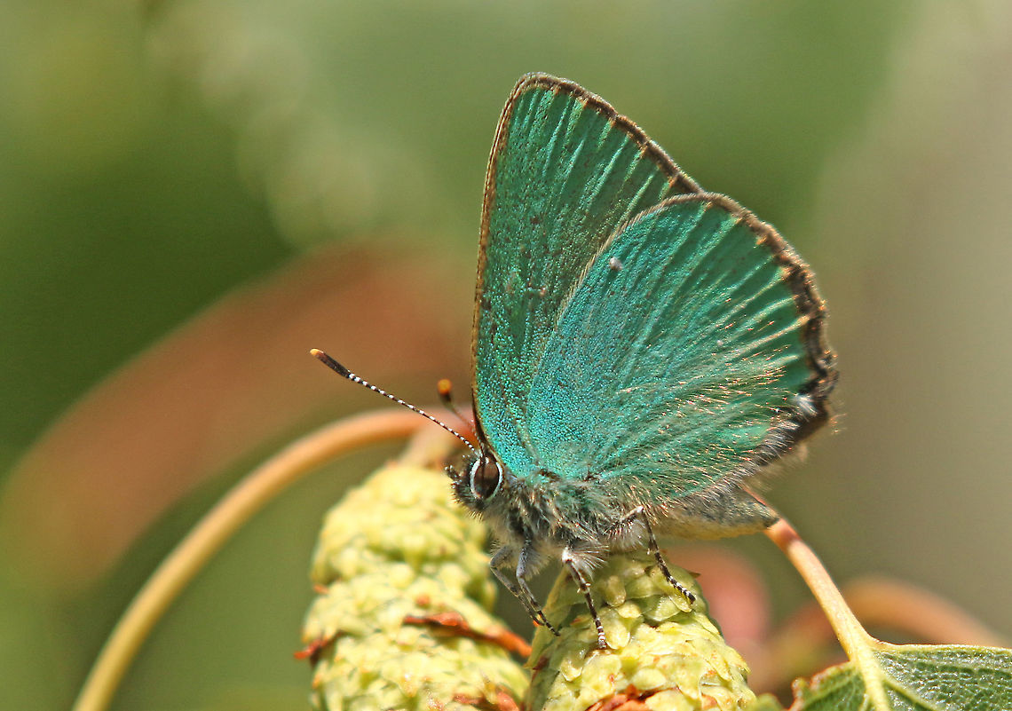 Green hairstreak . Spotted this tiny butterfly in Winterswijk the Netherlands. Callophrys rubi,Geotagged,Green Hairstreak,Netherlands,Spring
