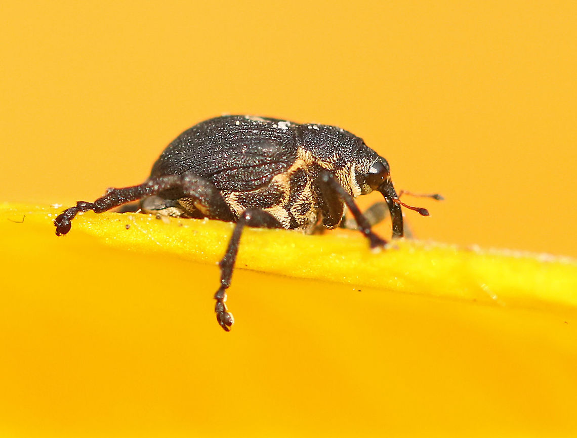 Mononychus punctum-album a small weevil that can be found on yellow iris. I found this one in my hometown Wijk bij Duurstede the Netherlands. Geotagged,Iris weevil,Mononychus punctumalbum,Netherlands,Spring