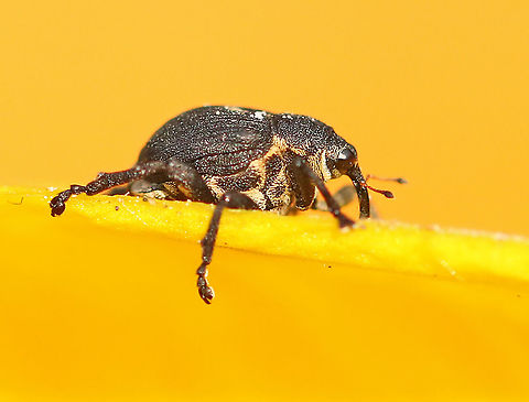 Mononychus punctum-album a small weevil that can be found on yellow iris. I found this one in my hometown Wijk bij Duurstede the Netherlands. Geotagged,Iris weevil,Mononychus punctumalbum,Netherlands,Spring