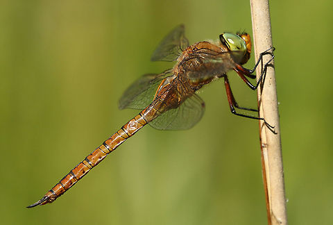 Green - eyed hawker. Spotted the dragonfly at the edge of a forest in Winterswijk the Netherlands Aeshna isoceles,Geotagged,Green-eyed hawker,Netherlands,Spring