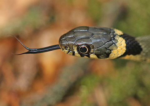 grass -snake. Found this snake today in a pine-wood in Leersum the Netherlands 3-6-2020. Grass snake,Natrix natrix