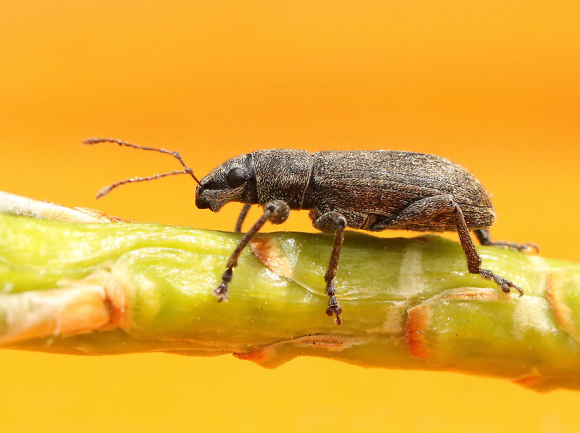 pine weevil sp. Found this weevil today in a mixt forest in Leersum the Netherlands Brachyderes incanus,Entiminae,Geotagged,Grey Pine Weevil,Netherlands,Spring