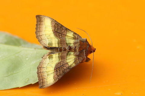 The burnished brass. Went for a walk today, and came across this colorful moth in my hometown Wijk bij Duurstede the Netherlands. Diachrysia chrysitis,Diachrysia chrysitis.,Geotagged,Netherlands,Spring