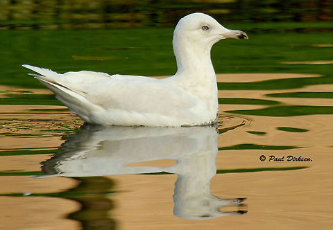 Glaucous Gull Found this huge gull a few years ago in Amsterdam-sloten the Netherlands Fall,Geotagged,Glaucous gull,Larus hyperboreus,Netherlands