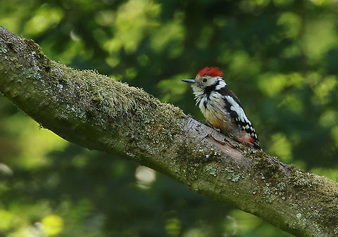 Middle spotted woodpecker Came across this woodpecker in a mixed forest in Winterswijk the Netherlands Dendrocopos medius,Dendrocoptes medius,Geotagged,Middle Spotted Woodpecker,Middle spotted woodpecker,Netherlands,Spring