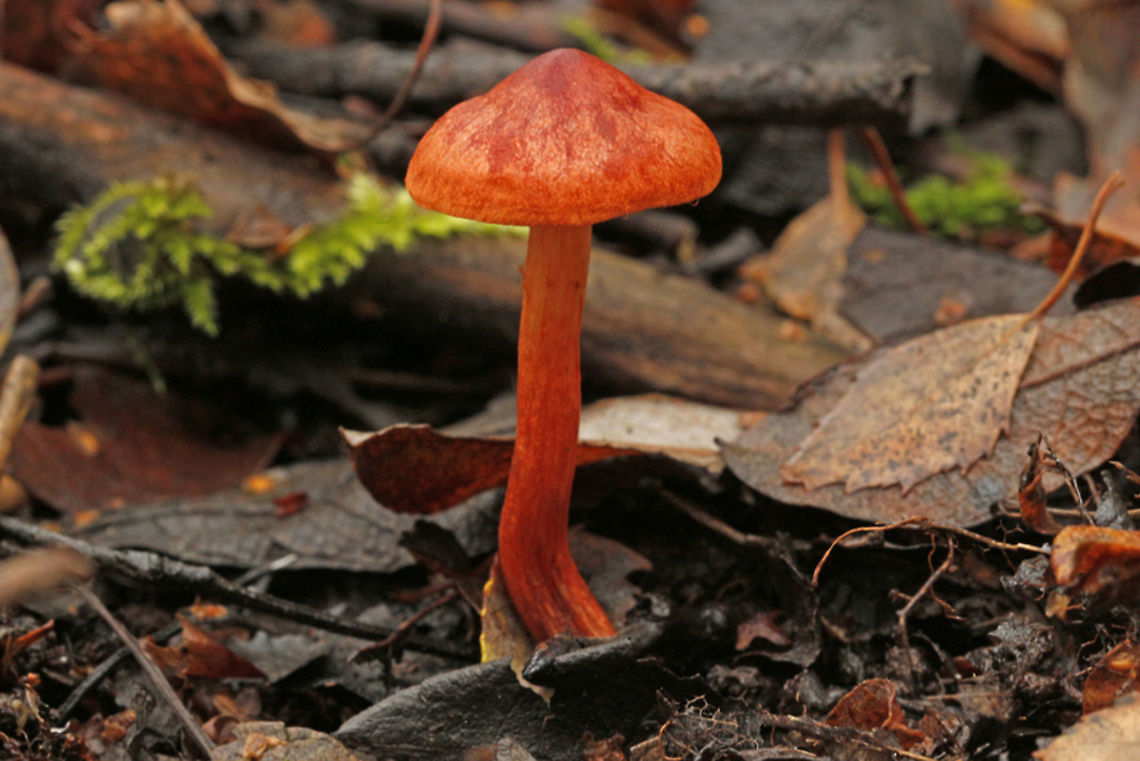 Cortinarius uliginosus Found this gorgeous mushroom in a ditch in a recreation area in Rhenen the Netherlands Cortinarius uliginosus,Fall,Geotagged,Marsh Webcap,Netherlands