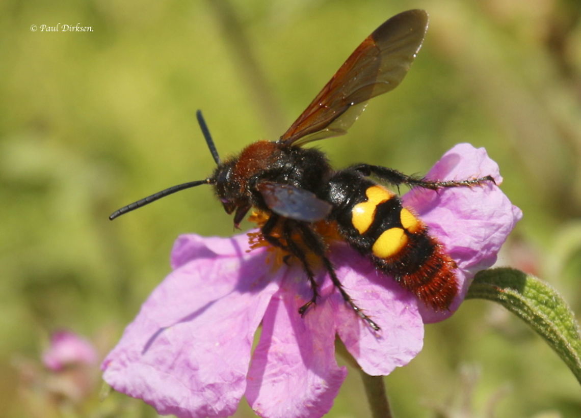 Mammoth wasp Found this giant on the beautiful Island of Lesvos Greece Geotagged,Greece,Mammoth wasp,Megascolia maculata,Spring