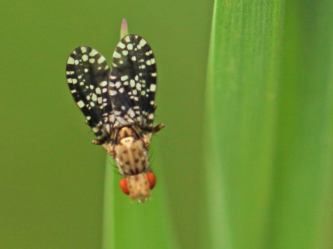 member of the snalekillers Found this little fly in Leersum the Netherlands. Geotagged,Netherlands,Spring,Trypetoptera punctulata