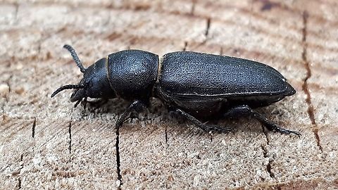 Spondylis buprestoides It doesn't look like one, but it is a genuine longhorn beetle, found it today in a mixt forest in Leersum the Netherlands. 7-6-2020 Geotagged,Netherlands,Spondylis buprestoides