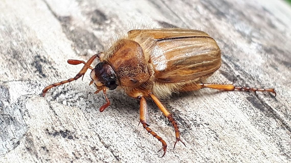 June beetle. Found this beetle today in a mixt forest in Rhenen the Netherlands. Amphimallon solstitiale,European June Beetle,Geotagged,Netherlands