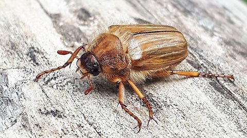 June beetle. Found this beetle today in a mixt forest in Rhenen the Netherlands. Amphimallon solstitiale,European June Beetle,Geotagged,Netherlands