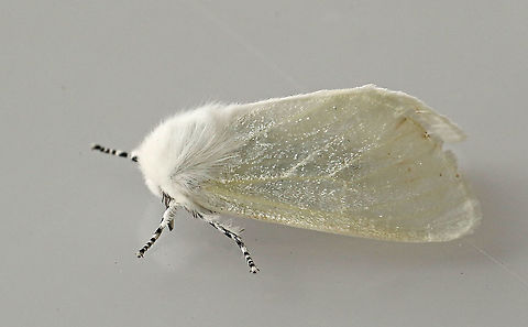 White satin moth saw this moth on an information sign in my hometown Wijk bij Duurstede Geotagged,Leucoma salicis,Netherlands,Spring,White satin moth