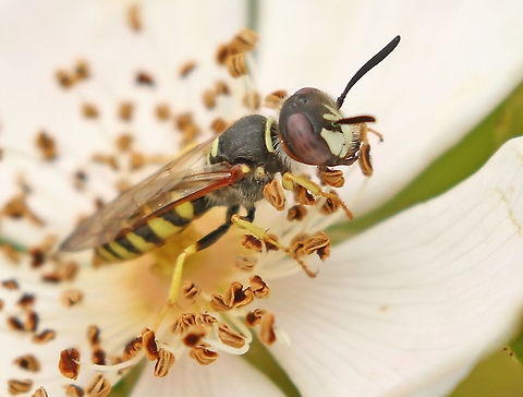 European beewolf. Found this wasp in a little nature area in my hometown Wijk bij Duurstede. European beewolf,Geotagged,Netherlands,Philanthus triangulum,Spring