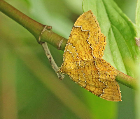 Yellow shell found this moth close to my house in Wijk bij Duurstede the Netherlands. Camptogramma bilineata,Geotagged,Netherlands,Spring,Yellow Shell