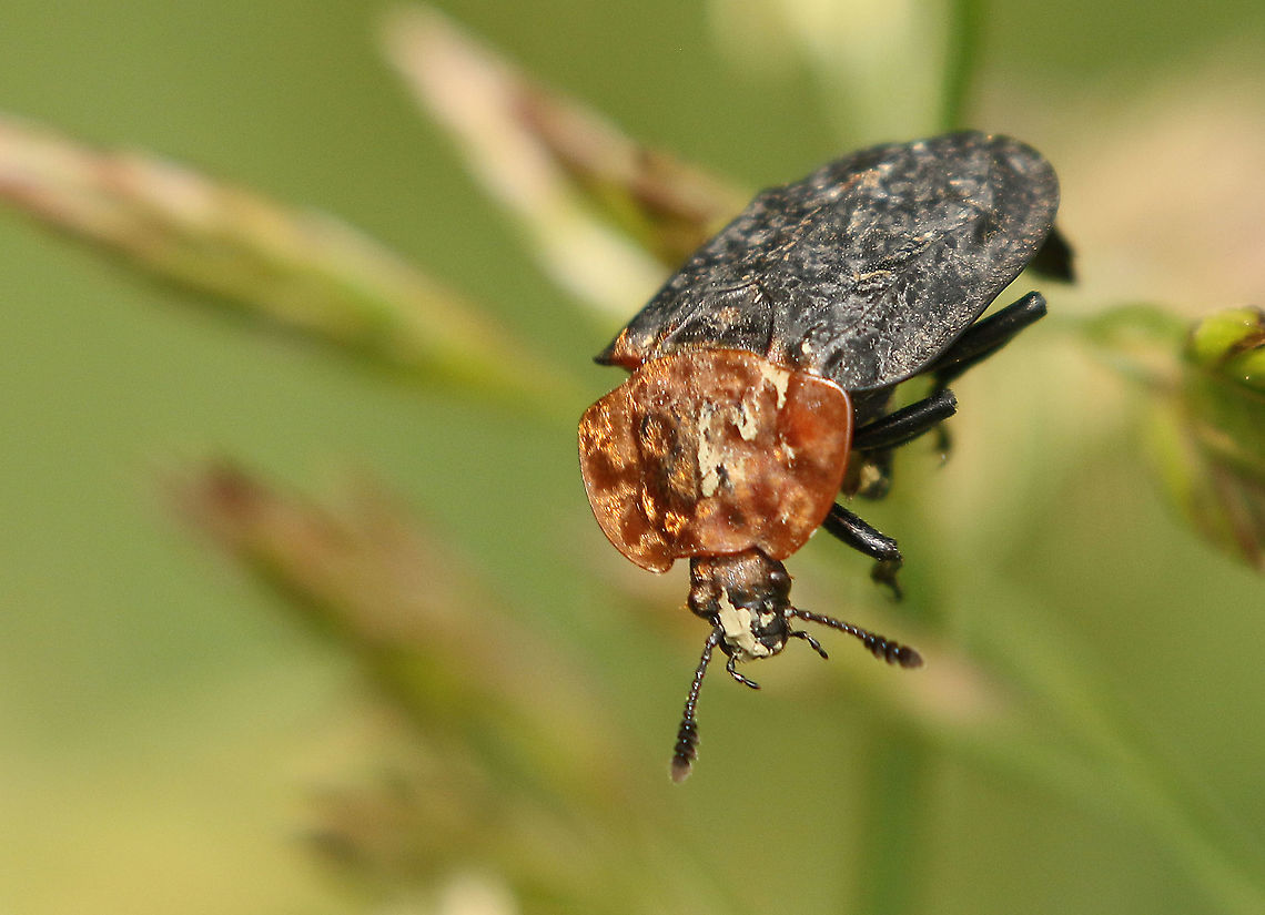 Oiceoptoma thoracicum Red-breasted Carrion Beetle, found this beetle in Vaassen the Netherlands. Geotagged,Netherlands,Oiceoptoma thoracicum,Spring