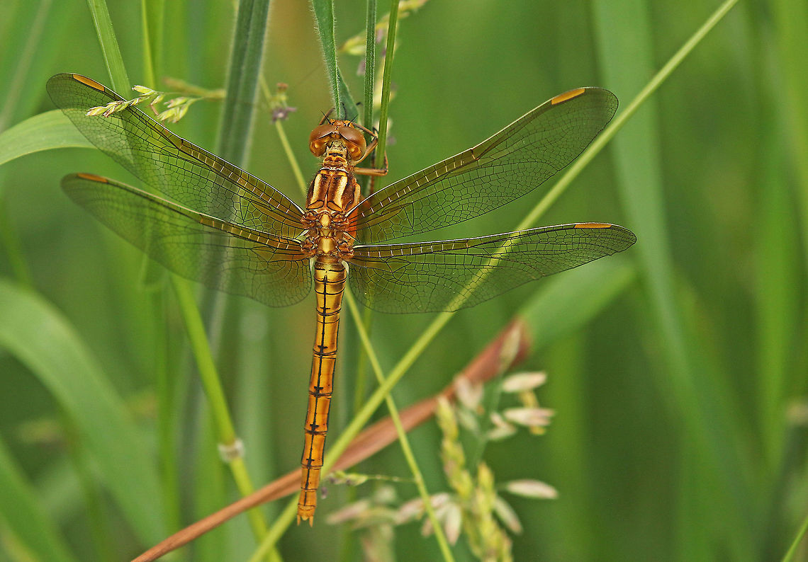 Keeled skimmer, female Found this beautiful lady in Vaassen  the Netherlands Geotagged,Keeled Skimmer,Netherlands,Orthetrum coerulescens,Spring