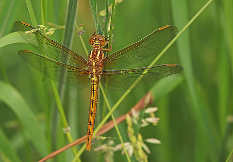 Keeled skimmer, female Found this beautiful lady in Vaassen  the Netherlands Geotagged,Keeled Skimmer,Netherlands,Orthetrum coerulescens,Spring