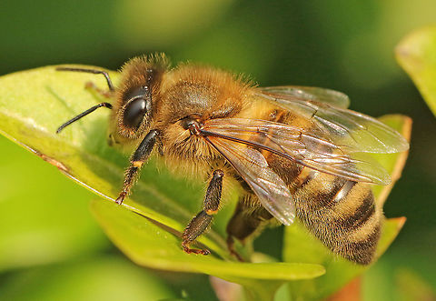 Common honeybee.  Apis mellifera,Geotagged,Netherlands,Spring,Western honey bee
