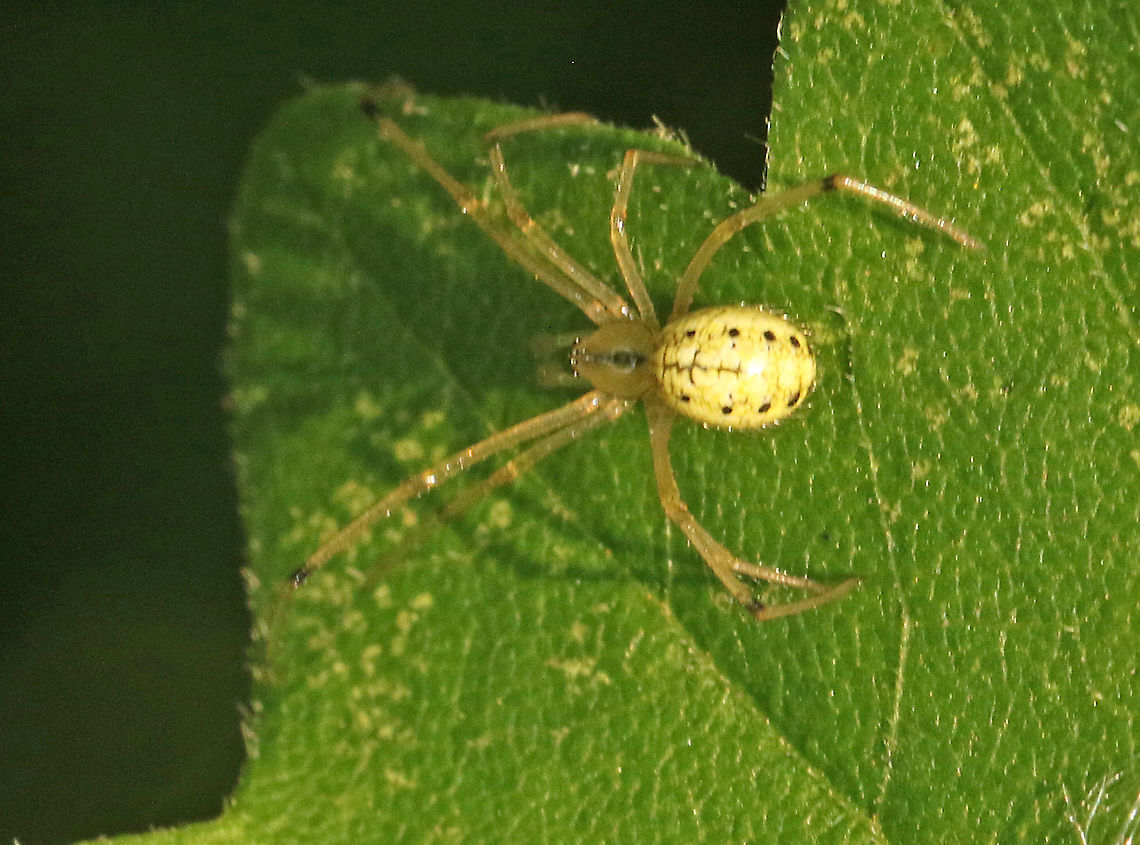 Enoplognatha ovata Found this tiny spider close to my house in Wijk bij Duurstede the Netherlands. Enoplognatha ovata,Geotagged,Netherlands,Spring