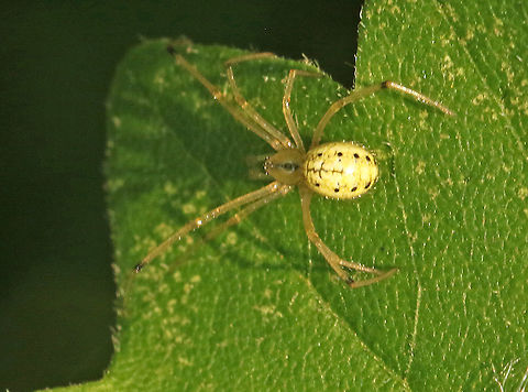 Enoplognatha ovata Found this tiny spider close to my house in Wijk bij Duurstede the Netherlands. Enoplognatha ovata,Geotagged,Netherlands,Spring