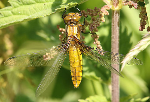 broad-bodied chaser. Fresh female, found this girl in the Kampina near Oirschot the Netherlands. Broad-bodied chaser,Geotagged,Libellula depressa,Netherlands,Spring
