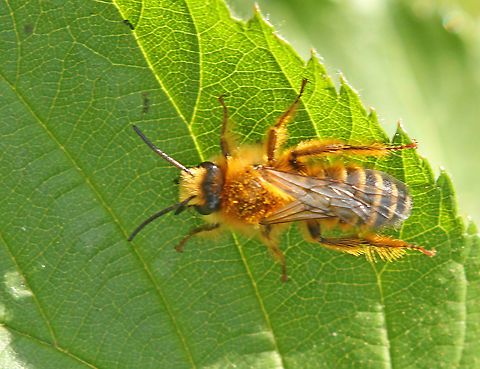 Pantaloon bee. came across this bee, they where around me by the dozens in The Kampina near Oirschot the Netherlands Dasypoda hirtipes,Geotagged,Netherlands,Pantaloon bee,Spring