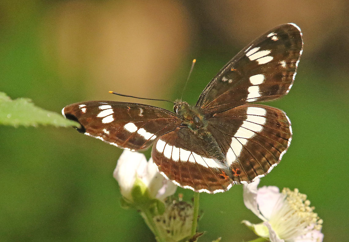 White admiral. Found this gorgeous butterfly at the Kampina near Oirschot the Netherlands. Geotagged,Limenitis camilla,Netherlands,Spring,White admiral