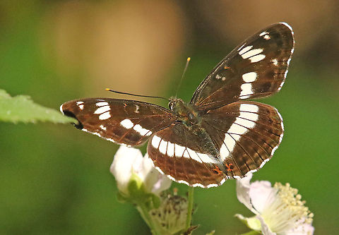 White admiral. Found this gorgeous butterfly at the Kampina near Oirschot the Netherlands. Geotagged,Limenitis camilla,Netherlands,Spring,White admiral
