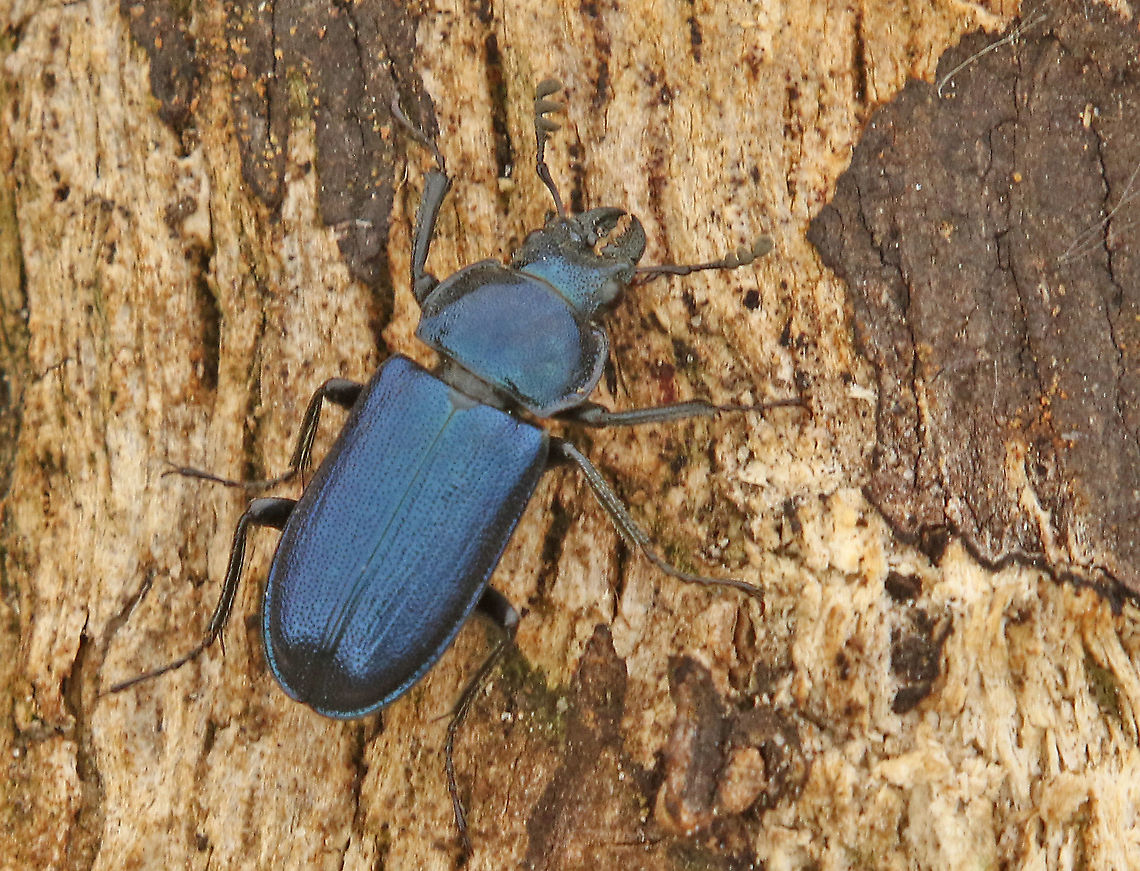 The smallest stag-beetle in the Netherlands. Not really rare, but stil hard to find, found this one today under a log in Amerongen the Netherlands. 14-6-2020 Geotagged,Netherlands,Platycerus caraboides,Spring